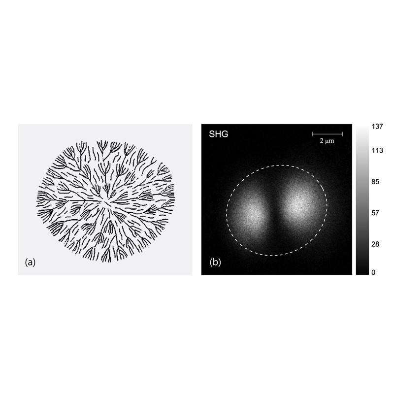 EKSPLA CARS顯微分光計 - 商品圖 2