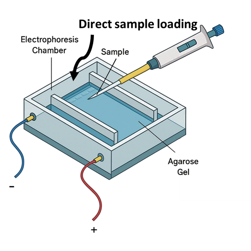 Amamus Universal PCR Master Mix (2X) Regular系列 1.25ml (100reactions) PCHPC0020 和更多型號 - 商品圖 4