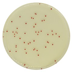 CHROMagar CHROMaga Campylobacter CHROMagar-Campylobacter - 商品圖 2