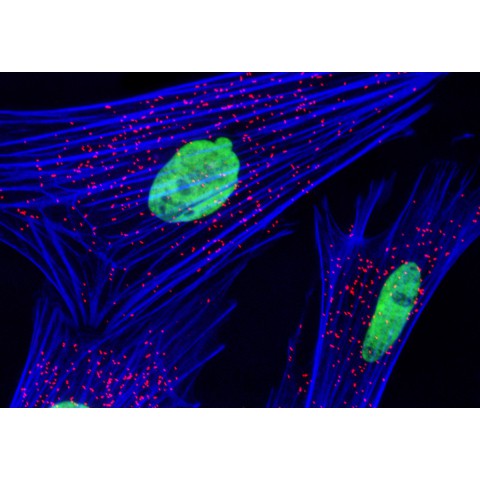 PCO sCOMS Panda 4.2 高感光度螢光實驗相機 Panda 4.2 - 商品圖 4
