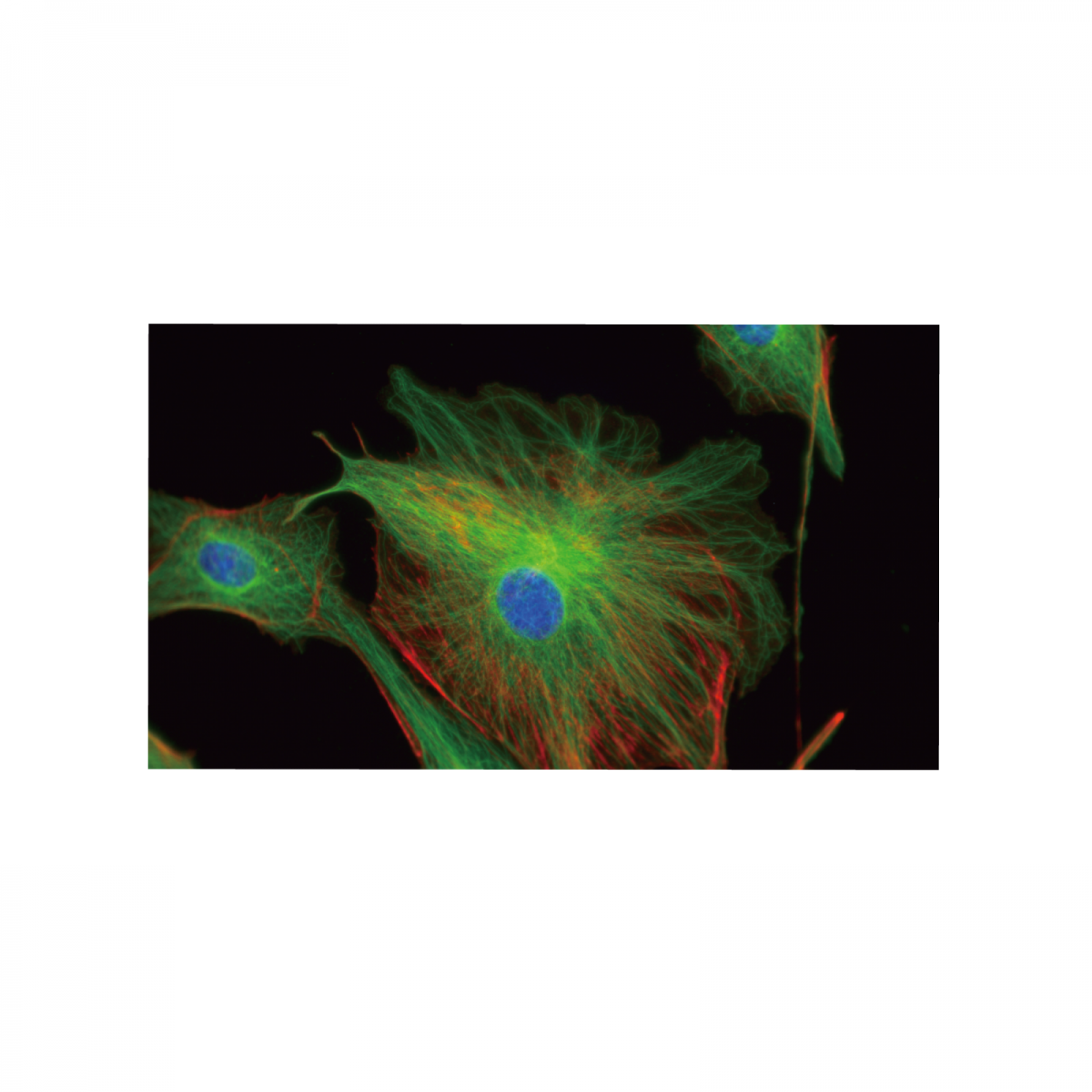 TUCSEN®CMOS 科研相機 Metrics - 商品圖 5