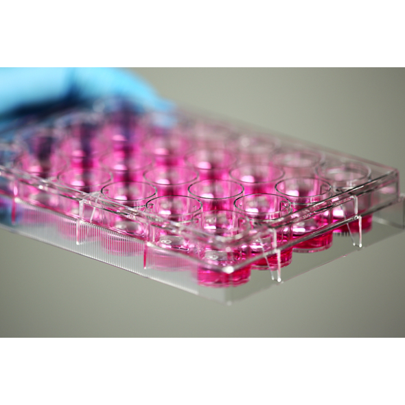 NEST 細胞培養孔盤 細胞培養盤 細胞培養板 (Non-Treat) 703011 和更多型號 - 商品圖 4