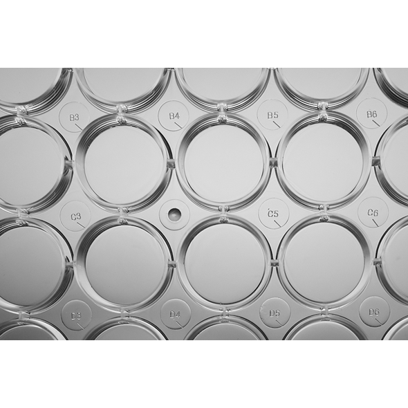 NEST 細胞培養孔盤 細胞培養盤 細胞培養板 (Non-Treat) 703011 和更多型號 - 商品圖 5