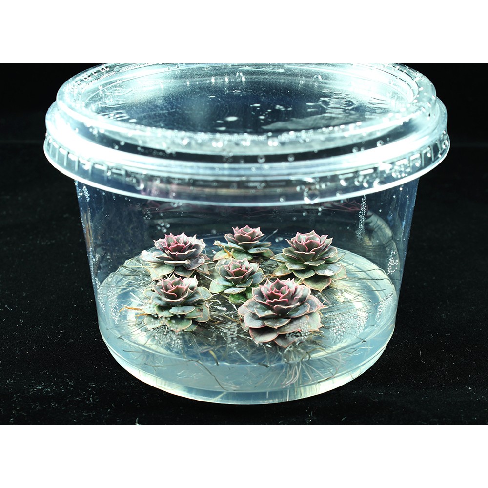 Plantbox® Phytabox 無菌植物培養盒 PB-01 和更多型號 - 商品圖 2