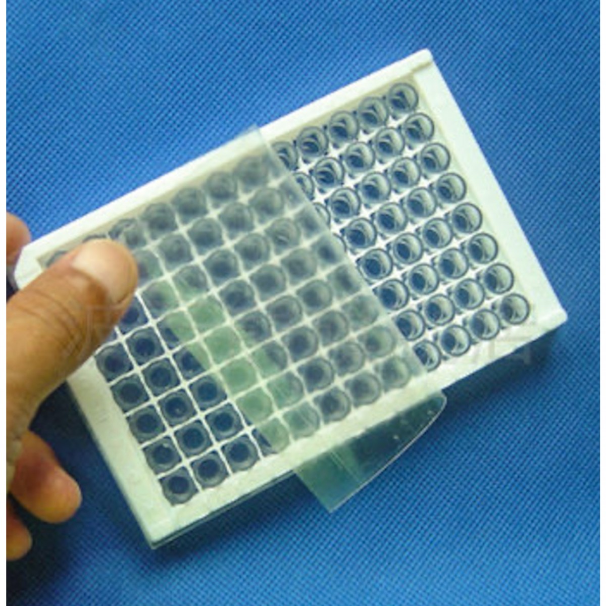 實驗用PCR板透明封口膜-經濟型 - 商品圖 3