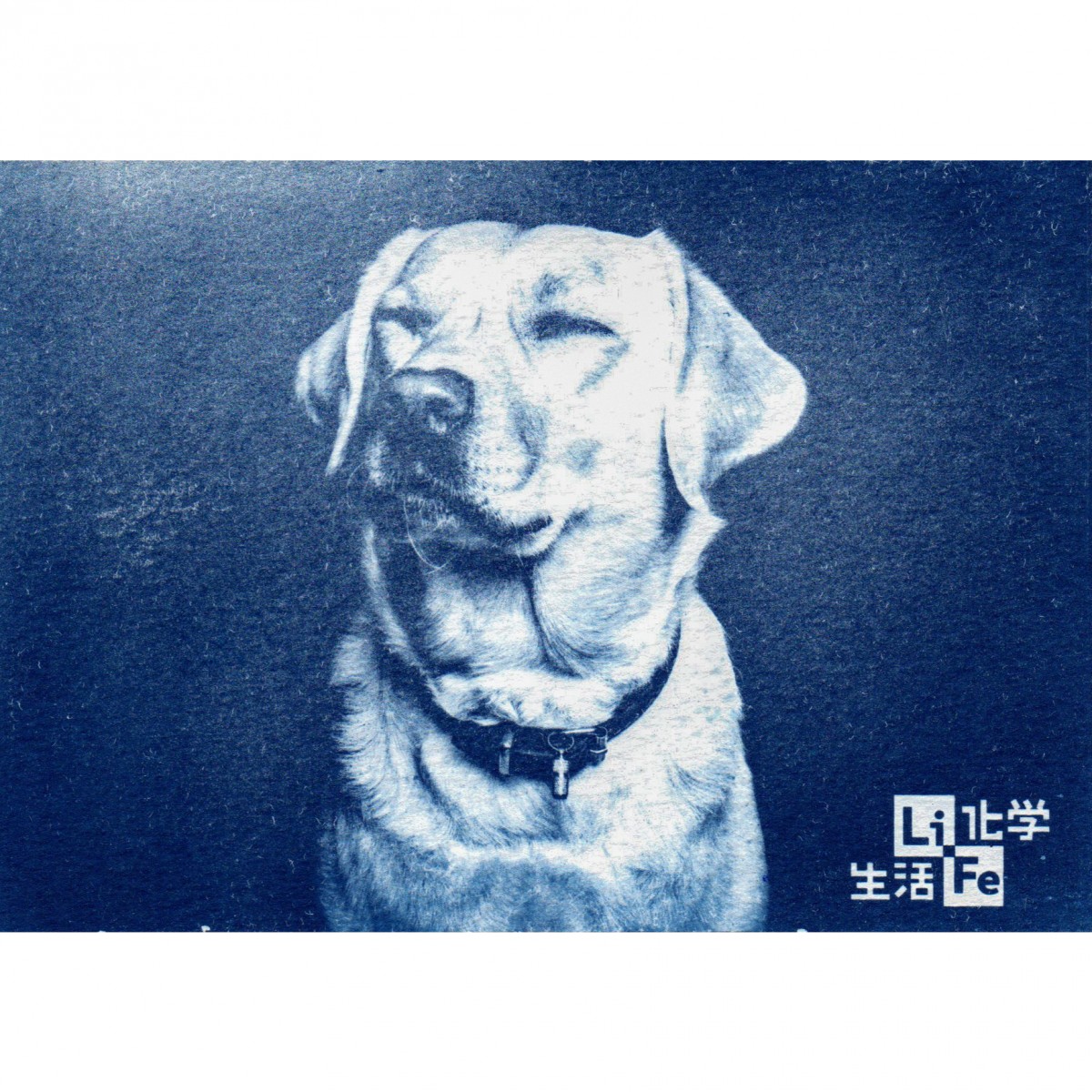 { 光合藍圖藍曬明信片手作組狗狗樣式 }