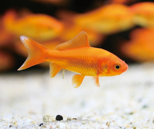 魚類與兩棲類斑馬魚用於實驗研究及其他 - 商品圖 2