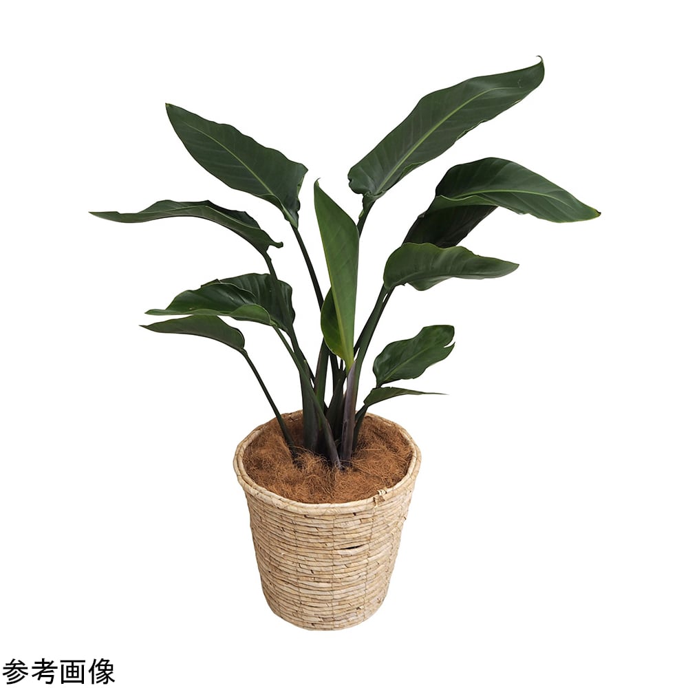 觀葉植物 (鮮木) 發財樹 及其他 - 商品圖 4