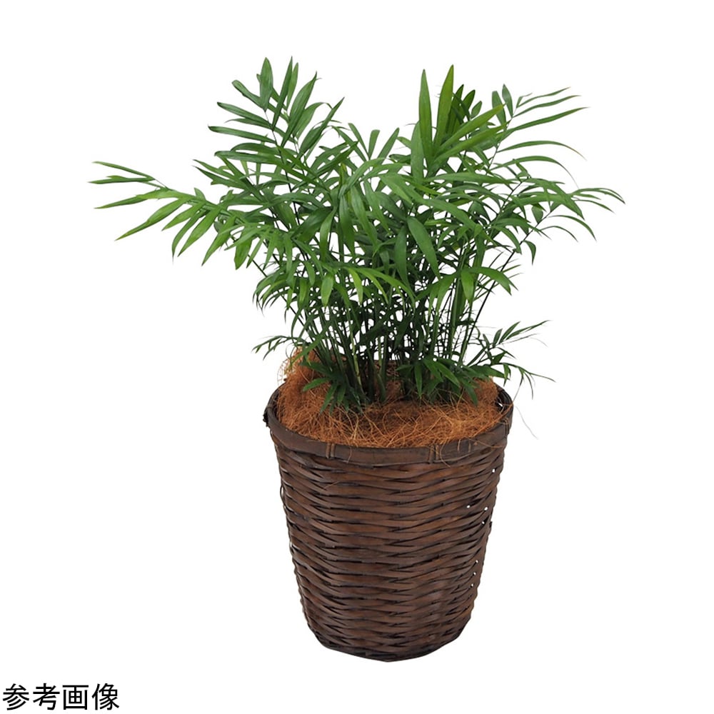 觀葉植物 (鮮木) 發財樹 及其他 - 商品圖 5