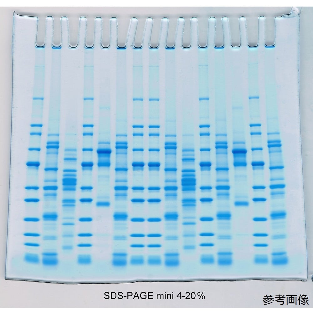 預鑄膠 SDS-PAGE 迷你 12% 1 mm 8孔 1盒 (6片) 及其他 01-005-6 和更多型號 - 商品圖 3