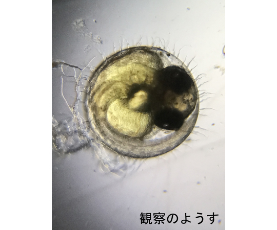 Others 平板顯微鏡 (Miel 1 mm) x 1 S77-2544-01 - 商品圖 3